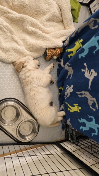 T-minus 6 days till our puppy comes home with us!