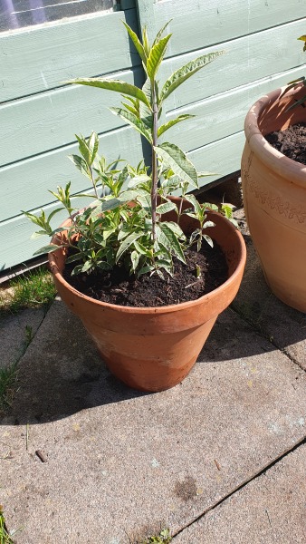 Is buddleia invasive?