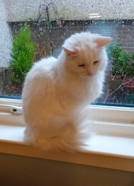 Hymns in Minor Keys & the Russian Easter Overture - the Excellent Cats ignore Culture.....