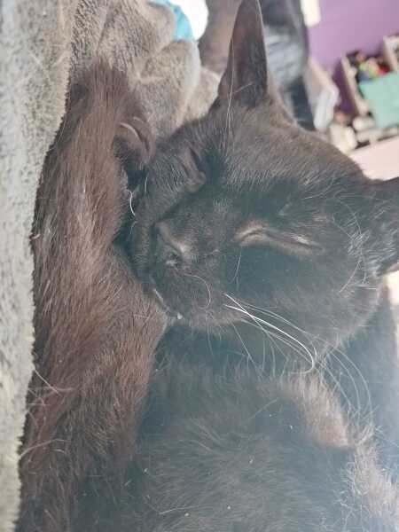 Hymns in Minor Keys & the Russian Easter Overture - the Excellent Cats ignore Culture.....