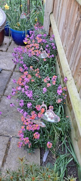 What are your recommendations for easy to maintain perennials?