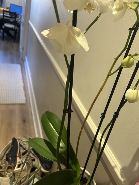 How can I save this orchid?
