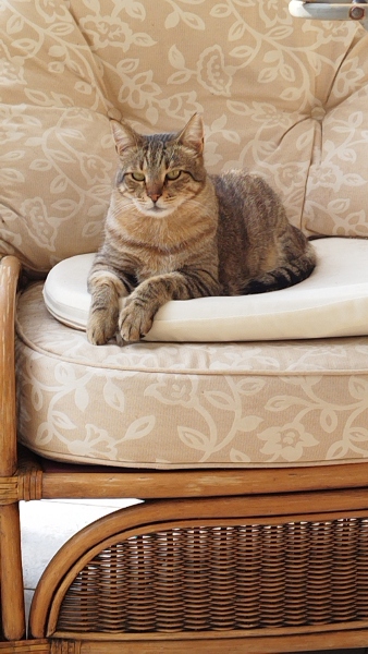 Hymns in Minor Keys & the Russian Easter Overture - the Excellent Cats ignore Culture.....