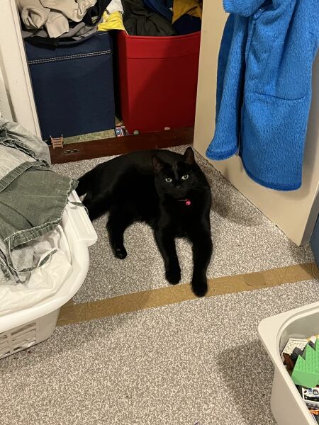 To ask if you have a velcro cat?