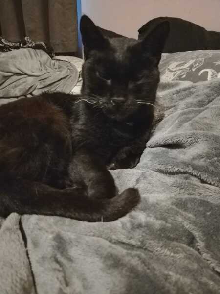 Hymns in Minor Keys & the Russian Easter Overture - the Excellent Cats ignore Culture.....