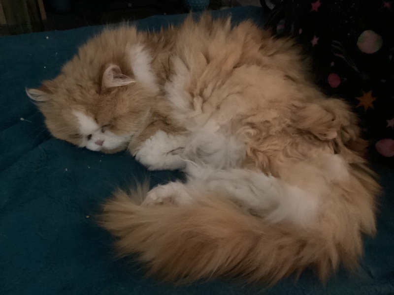 Thread 22 Starmer - Running up to local elections