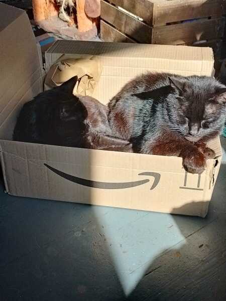 Hymns in Minor Keys & the Russian Easter Overture - the Excellent Cats ignore Culture.....