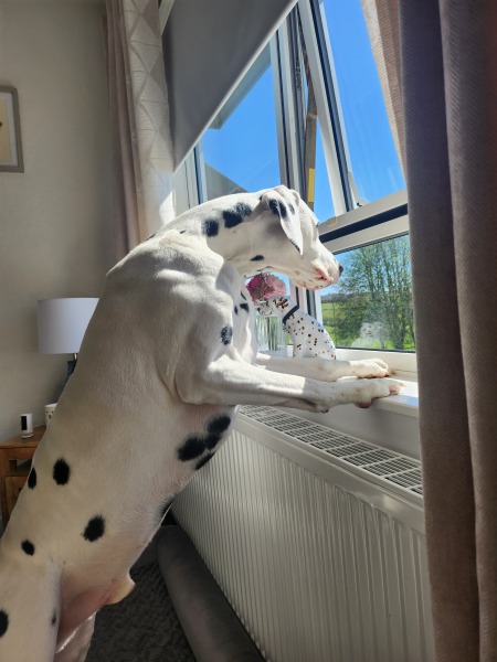 Mounjuro Auggies Thread 13