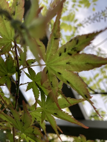 Aphids? On Acer tree