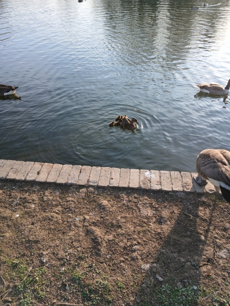 To get this excited about ducklings on the pond?
