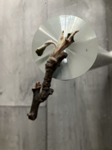 Why so sad, Apple tree?