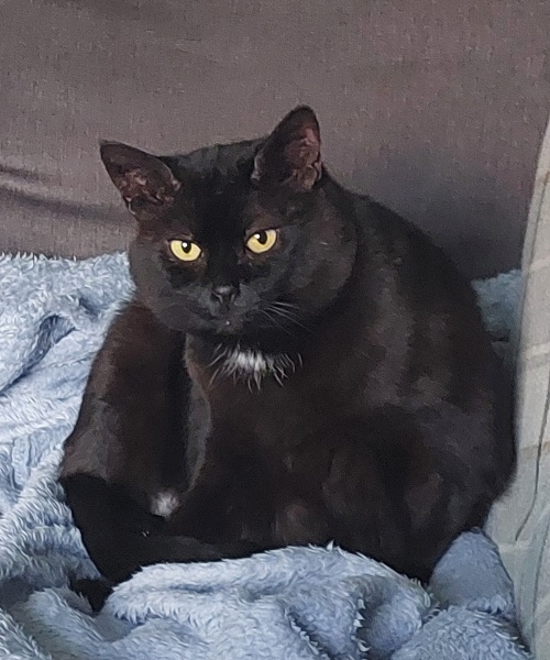 Thread 22 Starmer - Running up to local elections