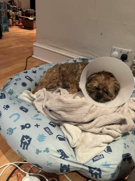 Dog recovery surgery