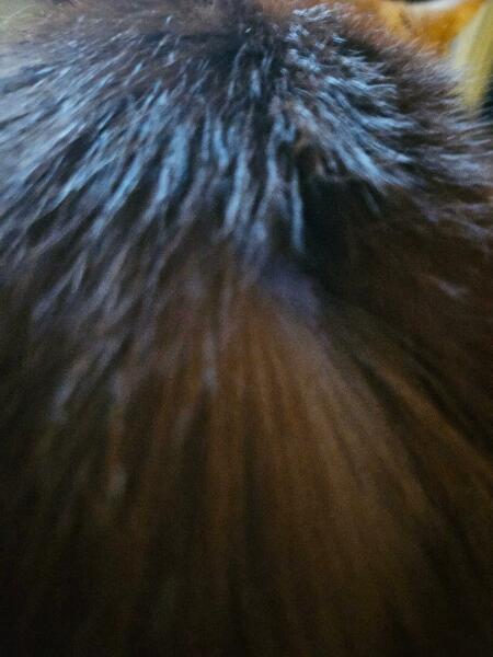 Wound - fur not growing back