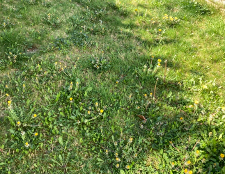My lawn needs a makeover