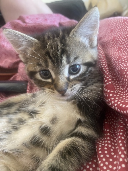 Advice please, Baby cats have arrived!