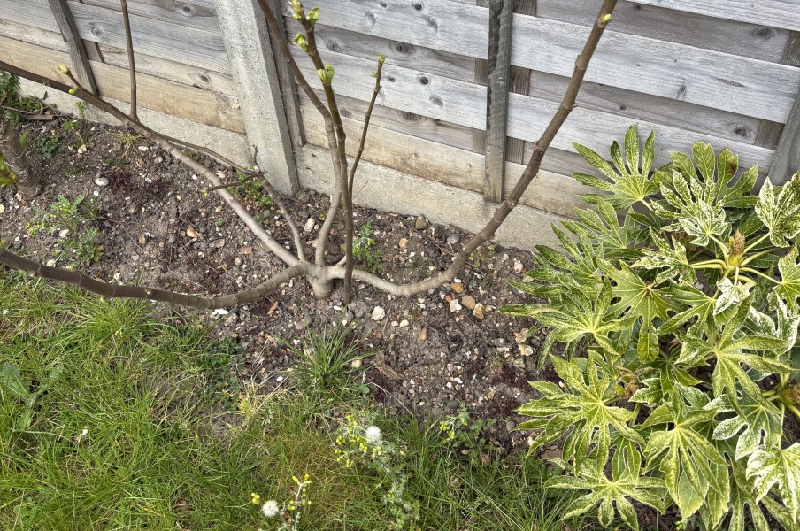 Absolute beginner at gardening