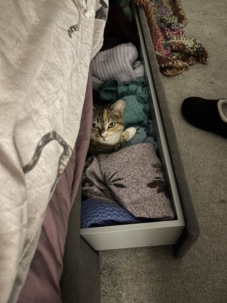 Hymns in Minor Keys & the Russian Easter Overture - the Excellent Cats ignore Culture.....