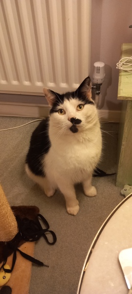 Hymns in Minor Keys & the Russian Easter Overture - the Excellent Cats ignore Culture.....