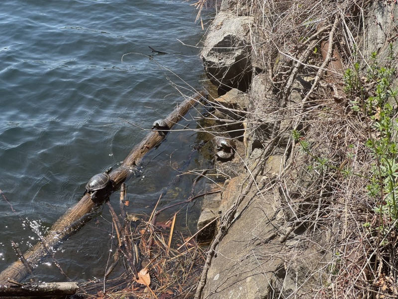 Come and tell us your dull and unexciting news 33: Calmly through the day