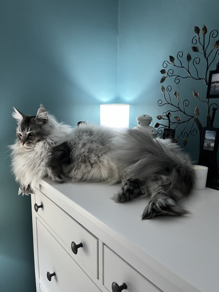 Distraught cat seeks Kattovit Gastro or shipping advice…