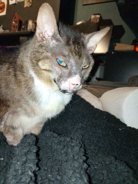 Hymns in Minor Keys & the Russian Easter Overture - the Excellent Cats ignore Culture.....