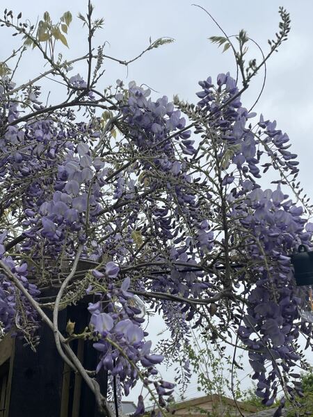 The Year Round Nigel Slater Discussion thread