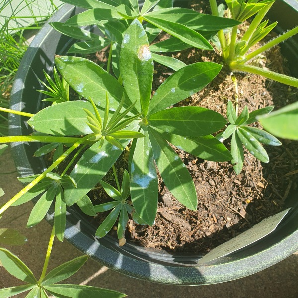 Blue marks on my newly planted lupins