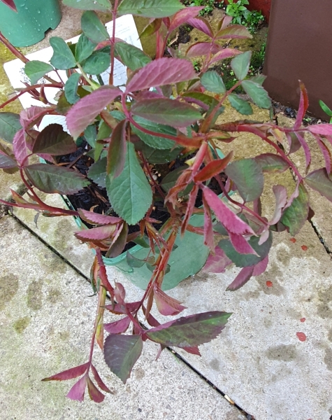 Does my gertrude Jekyll rose look OK?