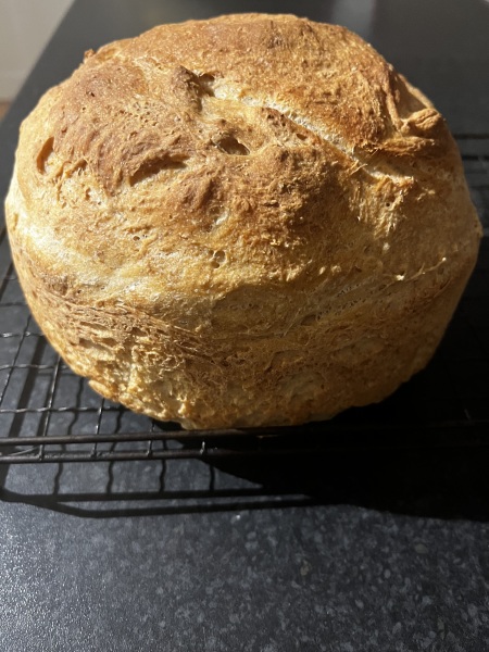Sourdough starter