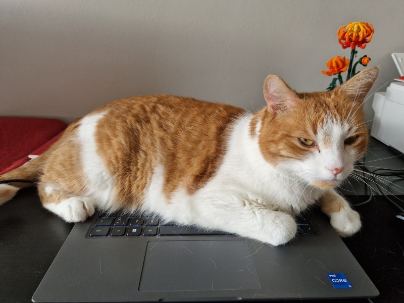 Hymns in Minor Keys & the Russian Easter Overture - the Excellent Cats ignore Culture.....