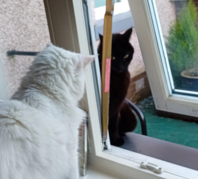 Hymns in Minor Keys & the Russian Easter Overture - the Excellent Cats ignore Culture.....