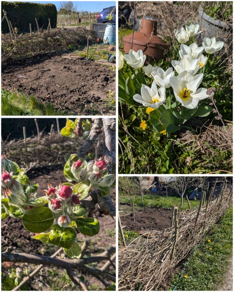 The Vegetable Patch 2024/2025
