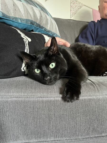 Where do people get cats from now?