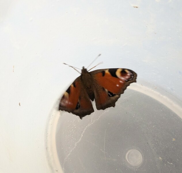 Thread 21 Starmer - Casting Nasturtiums