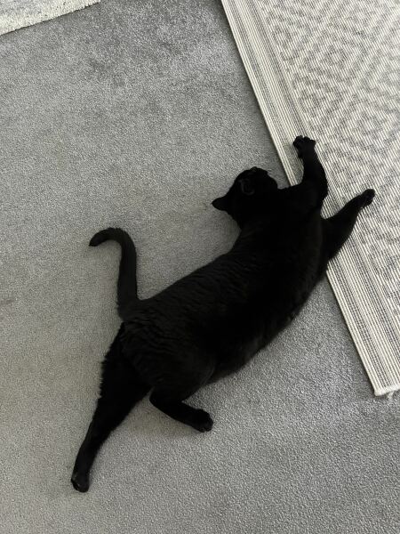 Hymns in Minor Keys & the Russian Easter Overture - the Excellent Cats ignore Culture.....