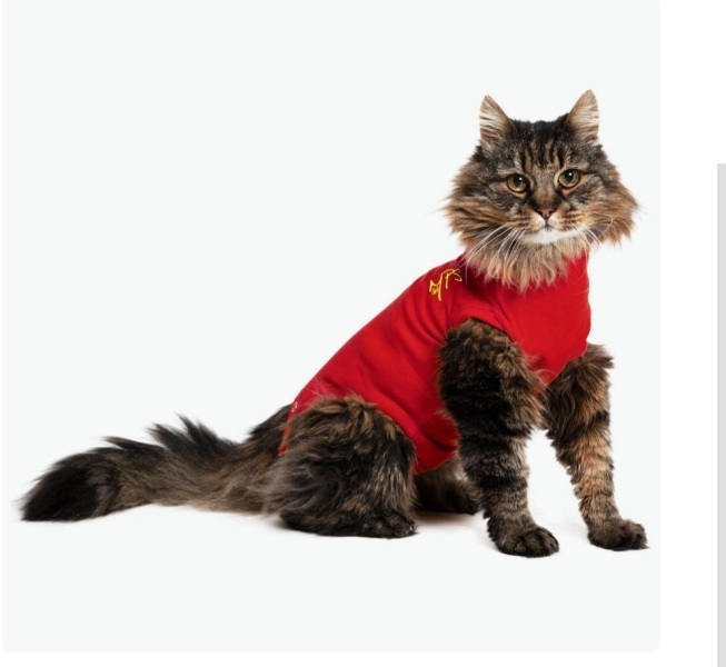 Cat very unhappy about his cat shirt. Anything I can do the help?
