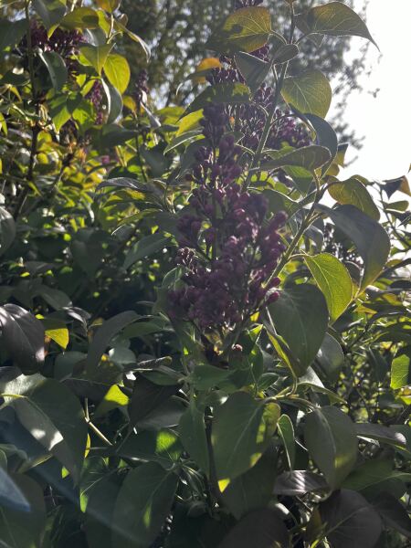 What is this bush