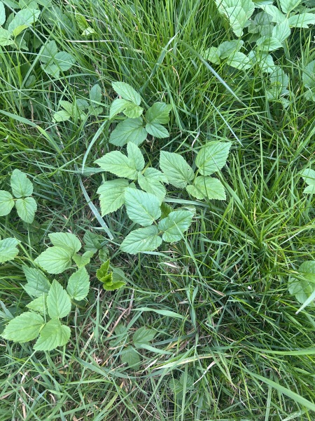 Can anyone ID this?