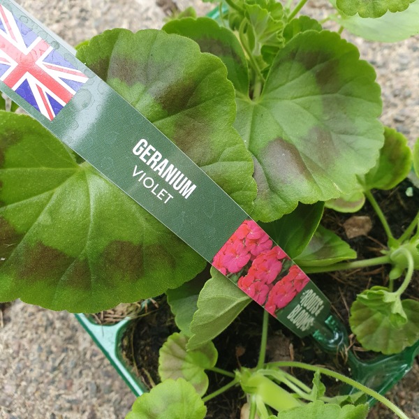 Lobelia Bush blue - annual or perennial?