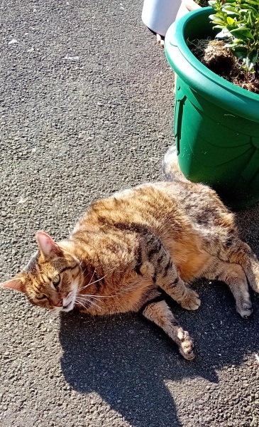 Hymns in Minor Keys & the Russian Easter Overture - the Excellent Cats ignore Culture.....