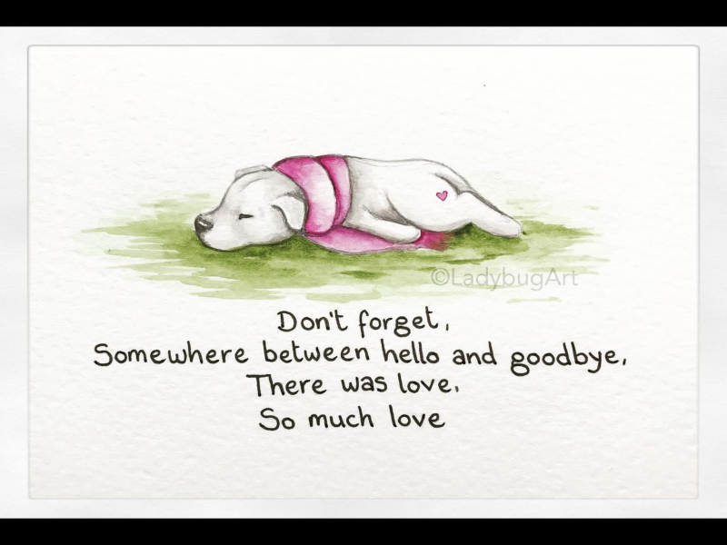 Found my dog dead, really traumatised and freaked out