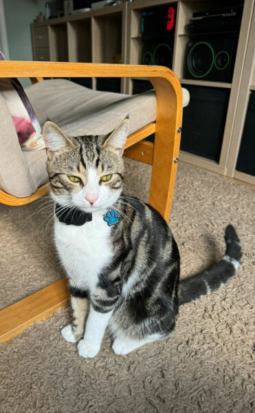 Help I need a Tracking Device for Cats