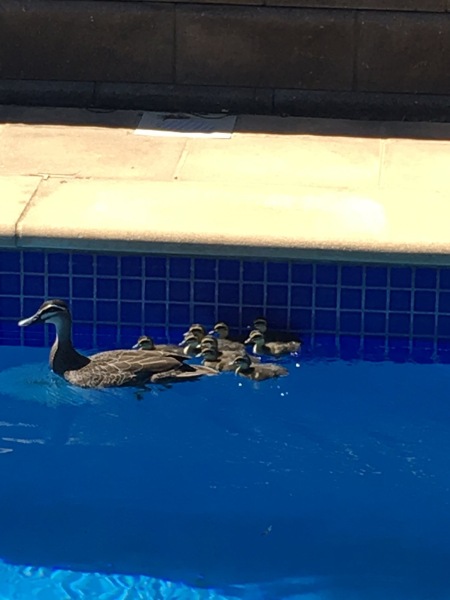 Is having a pool and nice weather overhyped?