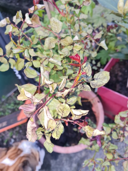 Help over feeding
