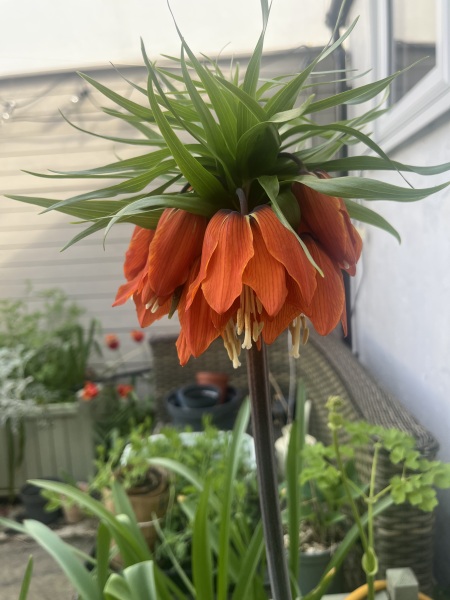 Anyone else planting a jungle/tropical garden?