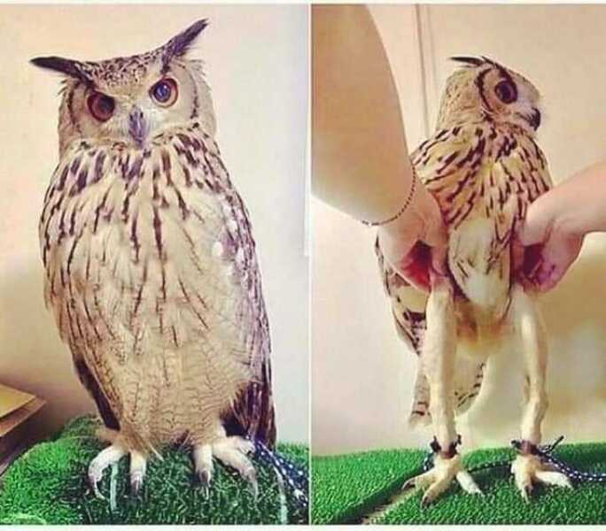 Owls