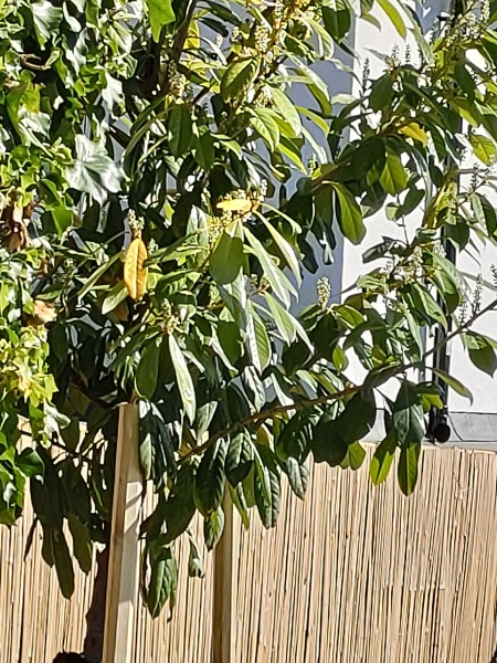 Caring for a newly planted tree