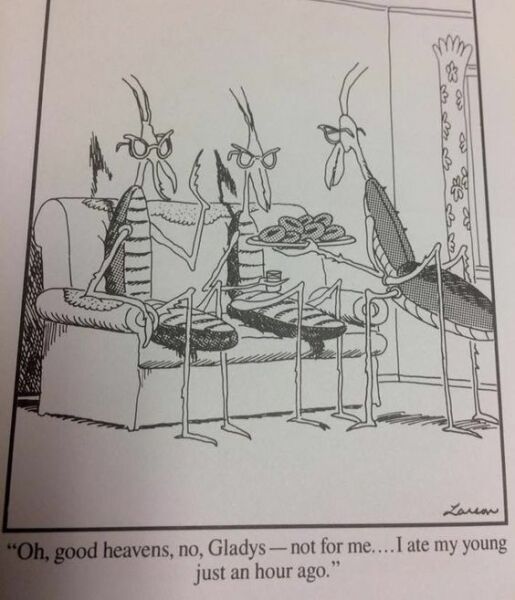 The Bluestocking - where women are women, and small furry animals are gerbils, quokkas,  capybaras, or a red panda called Rosy