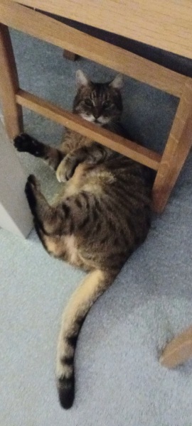 Hymns in Minor Keys & the Russian Easter Overture - the Excellent Cats ignore Culture.....